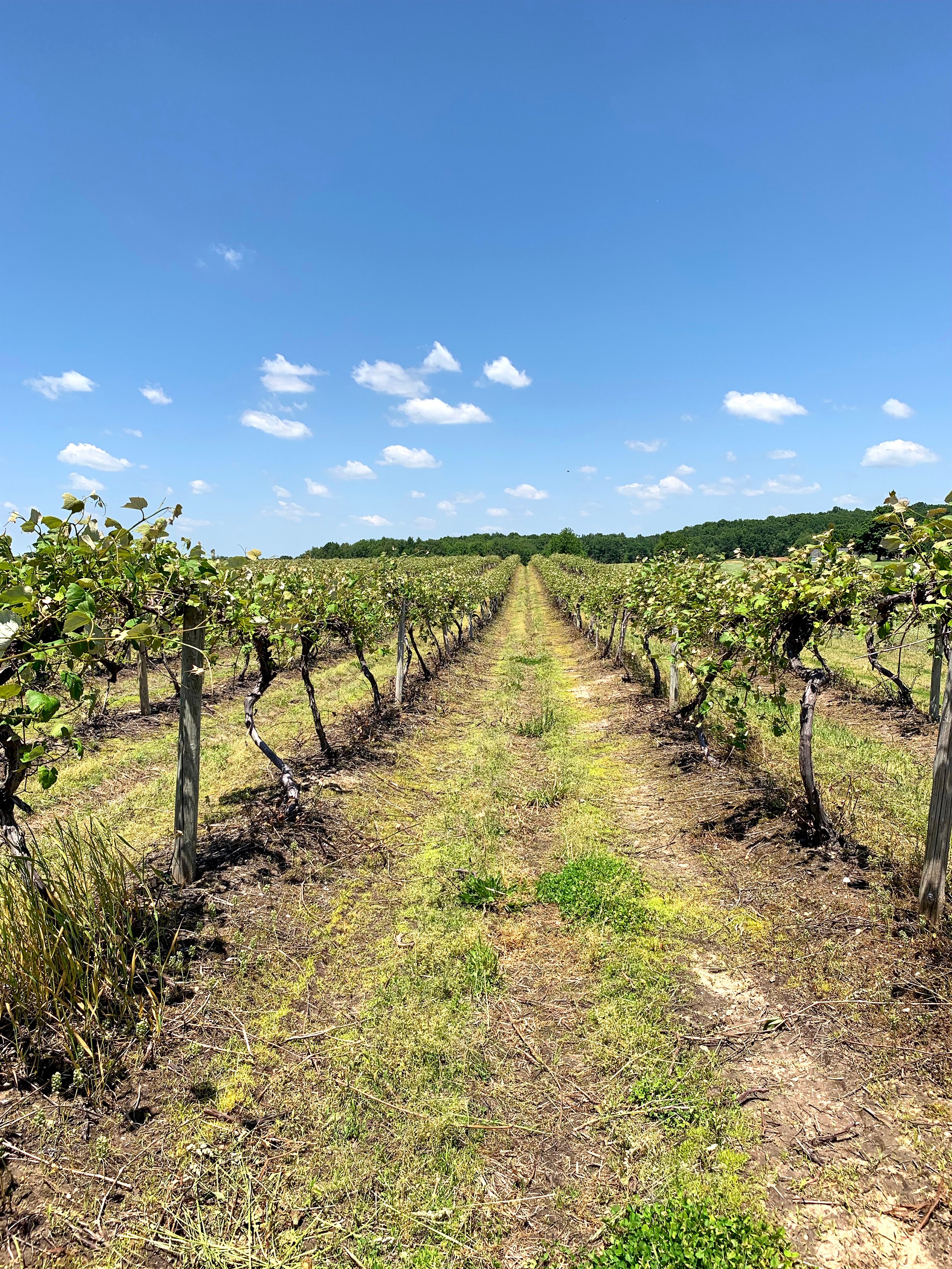 Concord Grapes in Van Buren County, Michigan farmland - LAND AUCTION - 194+/- ACRES OFFERED IN 5 TRACTS IN VAN BUREN COUNTY, MICHIGAN